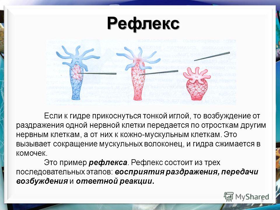 Блэк спрут blacksprute com